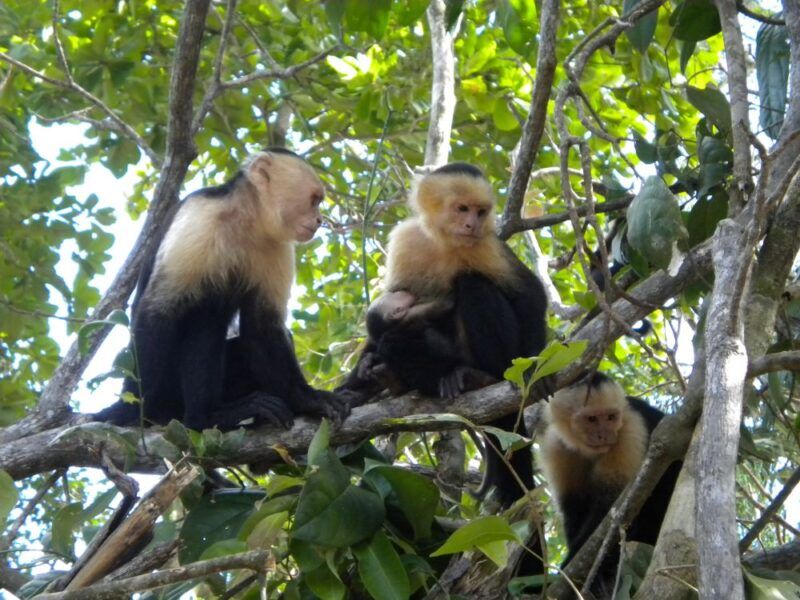 Manuel Antonio