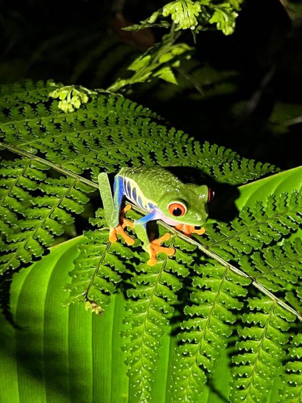 Monteverde