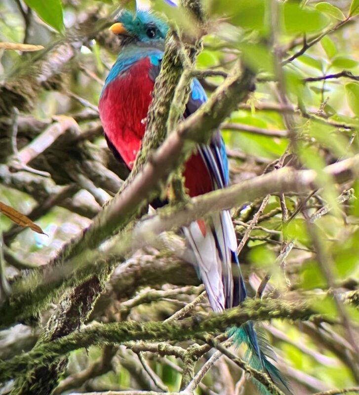 Monteverde
