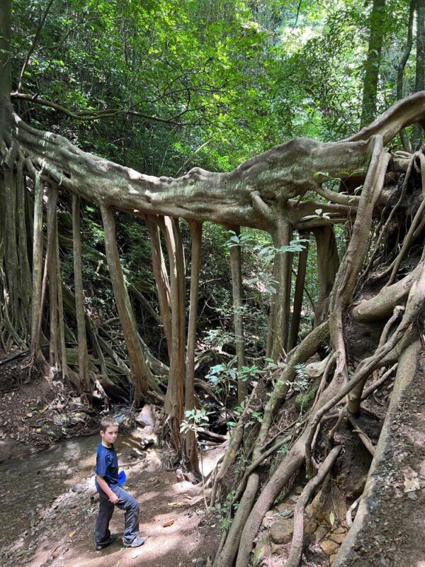 Selva Costa Rica