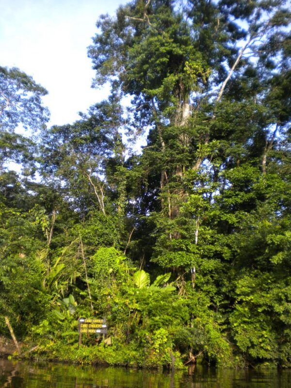 Tortuguero