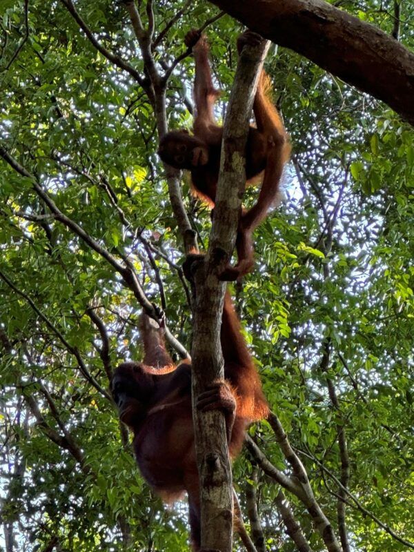 Orangutanes en Borneo