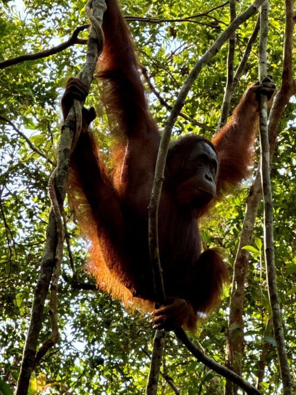 Orangutanes en Borneo