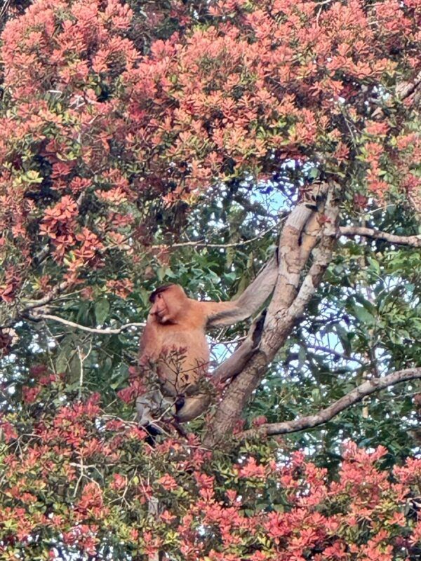 Mono narigudo Borneo