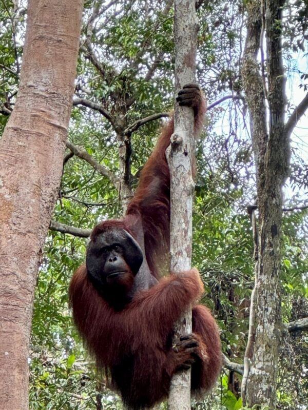 Orangutanes en Borneo
