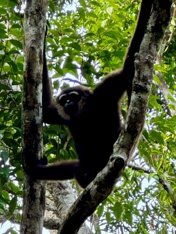 Orangutanes en Borneo