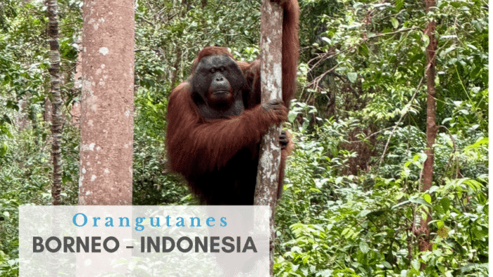 Orangutanes en Indonesia