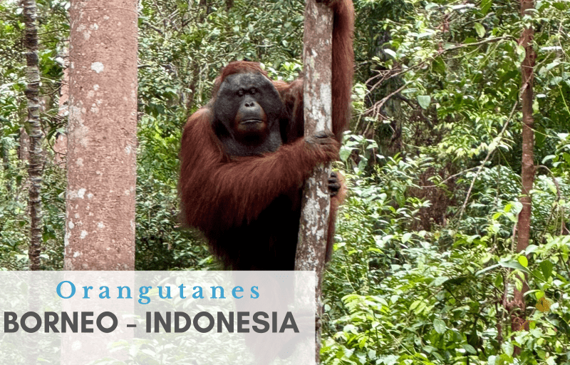 Orangutanes en Indonesia