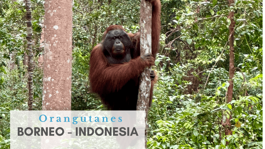 Orangutanes en Indonesia